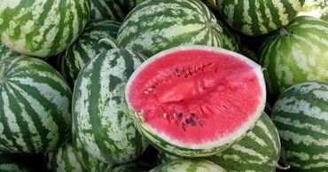 В Молдове прогнозируют поздний старт продаж и невысокие цены на местные арбузы.
