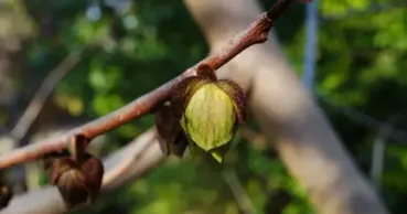 Fructul rar care seamănă cu mango, dar are gust de banană și vanilie