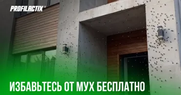 Profilactix: Избавьтесь от мух бесплатно Ⓟ