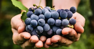 Un an de muncă, dar fără profit. Viticultorii se plâng de prețurile mici la struguri