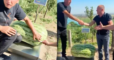 Un fermier din Căușeni și-a doborât propriul record: A crescut un harbuz de 74 kg