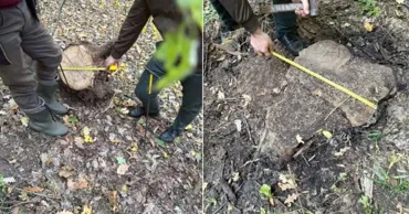 В Калараше вырубили ценные породы деревьев