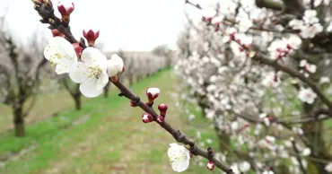 Temperaturile sub zero pun în pericol recolta de cireșe: Fermierii evaluează pagubele