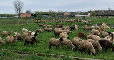 Oile nu mai ajung la export: Fermierii români spun că pierd milioane