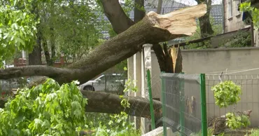 В Кишиневе могут пересмотреть план вырубки деревьев после гибели мужчины в парке
