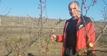 Апрельские заморозки ударили по плодовым деревьям.