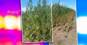 Poliția explică originea plantației de cânepă de lângă Chișinău: S-a dovedit a fi legală