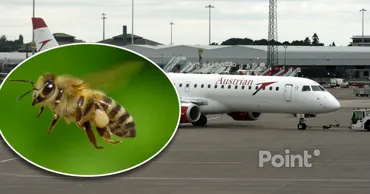 В Австрии вылет самолёта отменили из-за пчелы