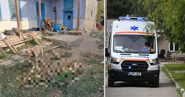 В Вулканештах алабай насмерть растерзал своего хозяина