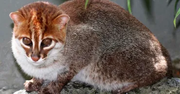 Pisici sălbatice extrem de rare, descoperite în Thailanda: Considerate dispărute de aproape 30 de ani