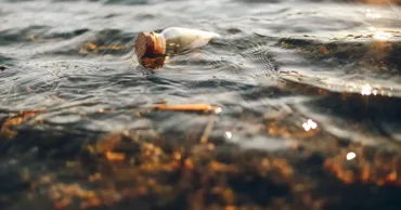 Все водоёмы в Англии оказались загрязнены токсичными химикатами