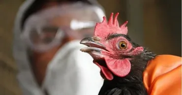 В Италии выявлен первый в Европе случай заражения человека птичьим гриппом