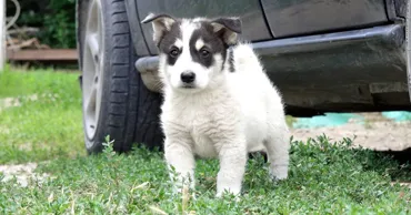 Numărul cazurilor de maltratare a animalelor crește în Moldova: Pedepsele rămân rare