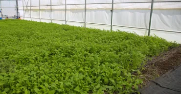 Femeile din agricultură pot obține granturi de până la 20.000 de dolari