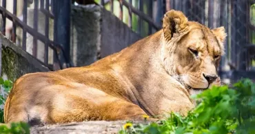 В Кишинёвском зоопарке открыли новый вольер для львов со смотровыми платформами