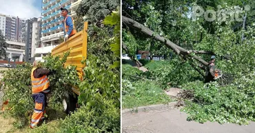 Мэрия Кишинёва ответила на критику из-за вырубки деревьев: Мы знаем, что делаем