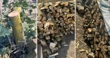 129 de arbori, tăiați ilegal în raionul Drochia: Un grup de persoane, documentat