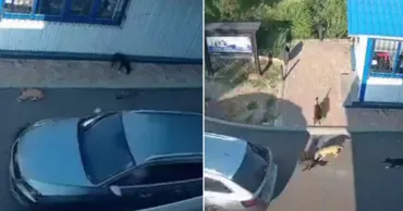 В Крикова автомобиль сбил собаку: момент попал на камеры видеонаблюдения