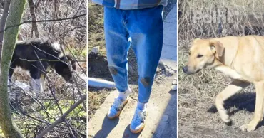 Жители Бельц жалуются на то, что их атакуют бродячие собаки: стая напала на мужчину