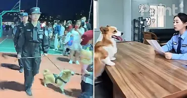 Un câine polițist de rasă corgi din China a primit o mustrare pentru că a furat cârnați de la un copil