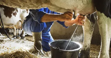 Subvențiile vor ajuta producătorii de lactate să atingă vârful vânzărilor de iarnă