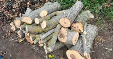 Tăieri ilegale de arbori în trei raioane: Prejudiciul depășește 58.000 de lei