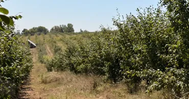 AIPA va achita subvenții pentru circa 3.700 de cereri depuse de fermieri în 2025