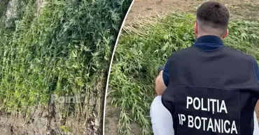 В трех секторах Кишинева обнаружены сотни кустов конопли