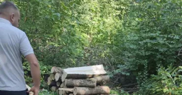 В Рышканском районе выявлены случаи незаконной вырубки деревьев