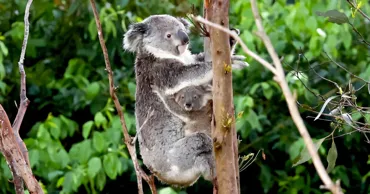 În Australia va fi creat un parc național pentru salvarea urșilor koala de la dispariție