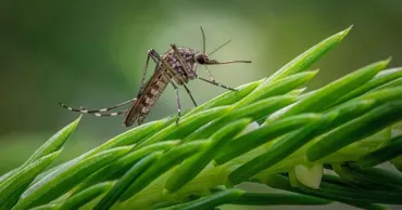 Исландия перестала быть единственной страной без комаров из-за глобального потепления