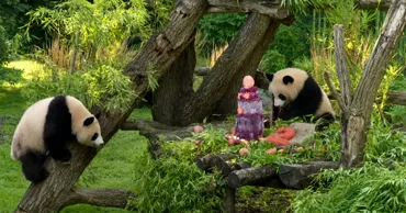 Petrecere pentru doi urşi panda la un zoo din Berlin: Tort din gheață de trei etaje