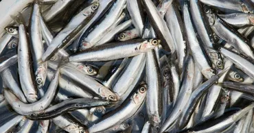 Deficitul de hamsii va duce la scumpirea peștelui și a fructelor de mare la nivel mondial