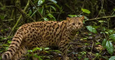 O nouă specie de pisică sălbatică, descoperită după mai bine de 100 de ani