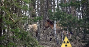 Cernobâl, transformat într-un refugiu pentru animale la 40 de ani de la dezastru