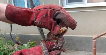 Panică într-o locuință din Grigoriopol: Un șarpe a intrat în bucătărie