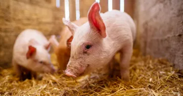 ANSA anunță noi focare de pestă porcină africană și rabie în Moldova