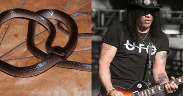 Новый вид змей из Новой Гвинее назвали в честь гитариста Guns N' Roses