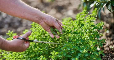 Planta aromatică pe care mulți o folosesc fără să-i cunoască proprietățile