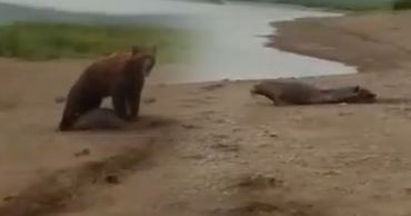 Рыбак рёвом спас нерпу, которую пытался задрать медведь.