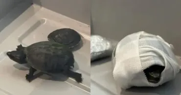 Două broaște țestoase, ascunse în bustiera unei femei pe un aeroport din SUA