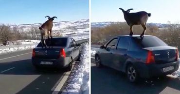 Автор видео, опубликовавший кадры скачущего по машине горного козла. Фото: Point.md.