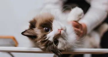 Кошек начали использовать для помощи людям с аутизмом и тревожными расстройствами