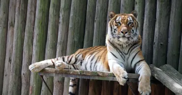 Noi reguli pentru grădinile zoologice din Moldova, după modelul UE