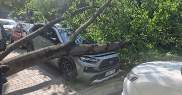 На Ботанике дерево упало на автомобиль