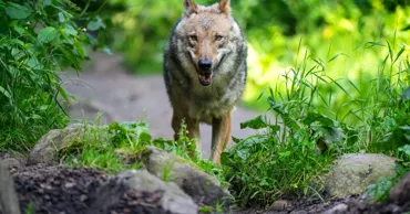 Incident grav în Germania: O fetiță de opt ani, atacată de un lup într-un parc