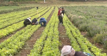 Peste 31 de milioane de puieți forestieri, pregătiți pentru campaniile de plantare