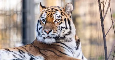 Un bărbat a fost ucis de un tigru la o grădină zoologică din Marea Britanie