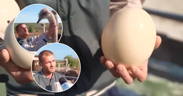 A văzut struți pe Internet și a decis să-i crească acasă. Povestea unui moldovean