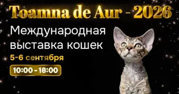 Felis Moldova - Международная выставка кошек Toamna de Aur 2026 Ⓟ